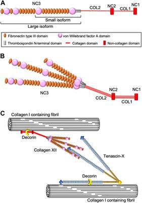 Collagen XII mediated cellular and extracellular mechanisms in development, regeneration, and disease